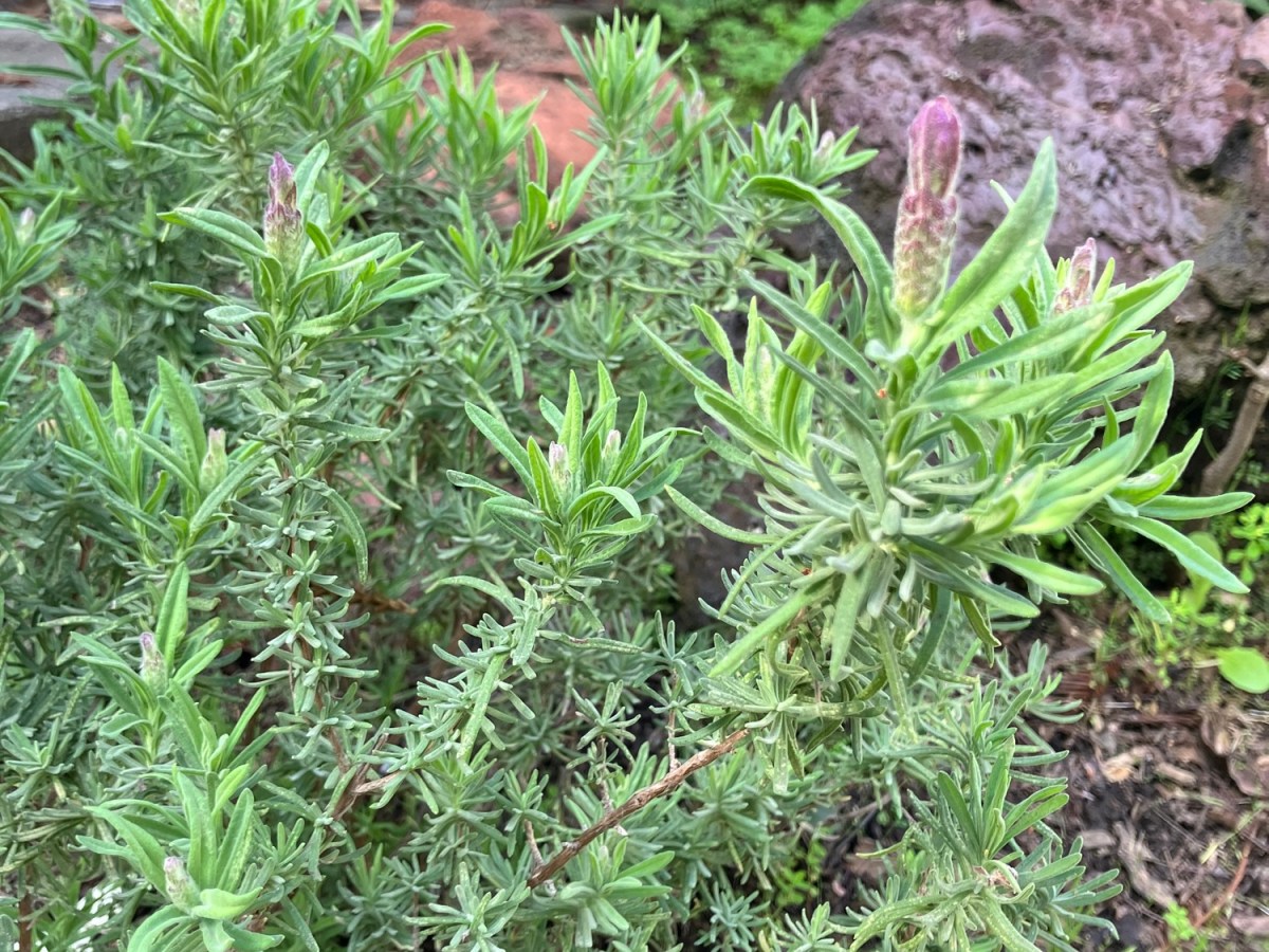 Another War and Flowers and&nbsp;Bees